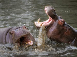 Hippo business